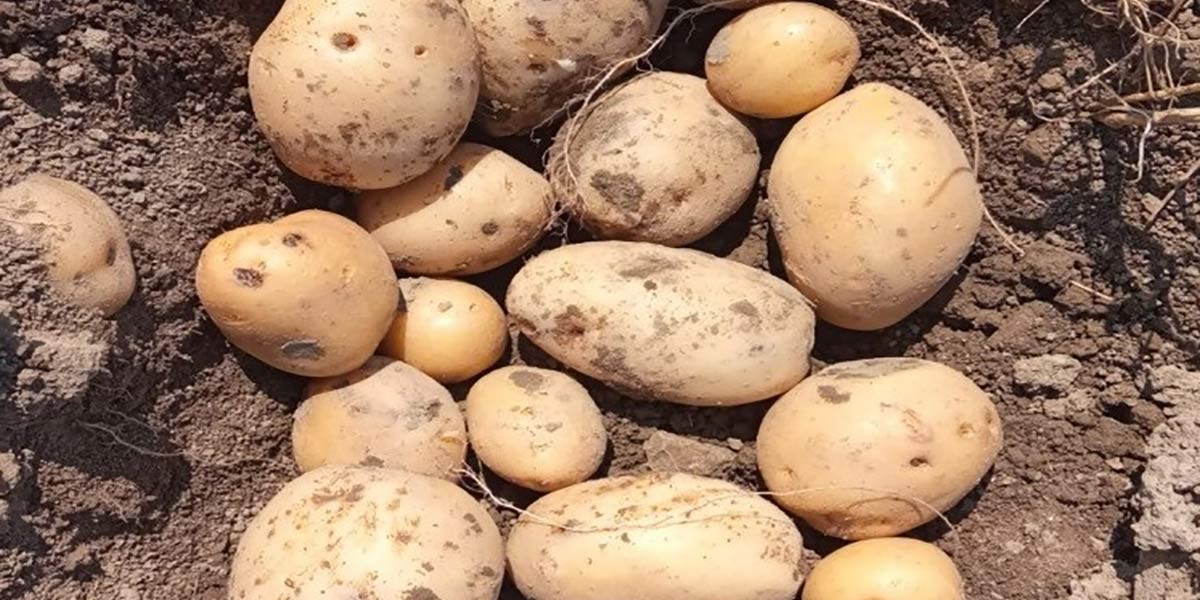 Campagna patate: clima avverso ed elateridi minacciano le rese 